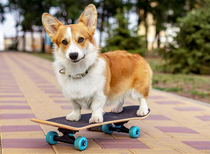 Ein Corgi auf einem Skateboard im Park